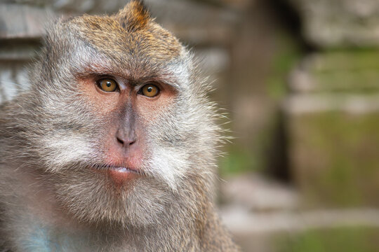 Full-face portrait of an adult male crab-eating macaque (Macaca fascicularis), also known as the long-tailed macaque or cynomolgus macaque