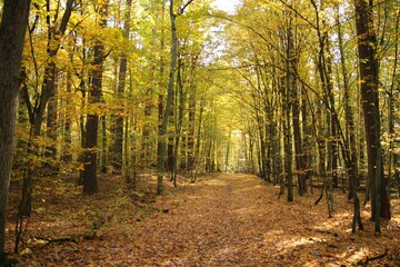 Jesienna aleja w Puszczy Kampinoskiej