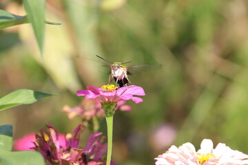ジニアの蜜を吸うホウジャク（オオスカシバ、東京都府中市）