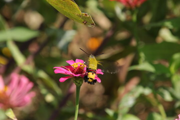 ジニアの蜜を吸うホウジャク（オオスカシバ、東京都府中市）
