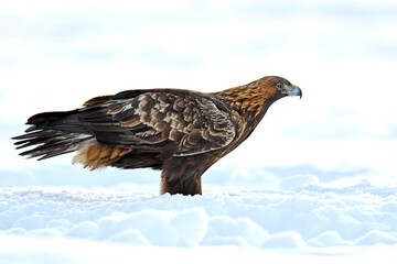 Golden eagle (Aquila chrysaetos)