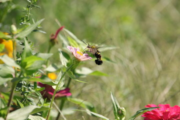 ジニアの蜜を吸うホウジャク（オオスカシバ、東京都府中市）