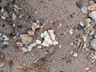 Portrait of coral rocks on the beach