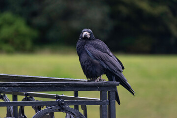 Crow
