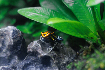 Colorful Poison Dart Frog on Rock