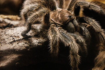 Close-Up of a Hairy Tarantula on a Log