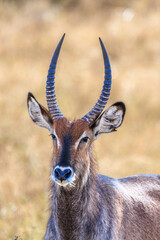 Afrikanische Wildtiere