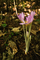 Close-up of purple crocus flowers on field