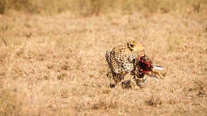 Afrikanische Wildtiere
