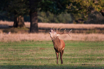 Beautiful image of red deer stag and does Cervus Elaphus in Autumn Fall during rut mating season