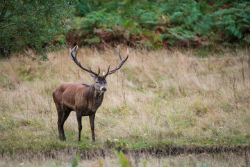 Obraz premium Beautiful image of red deer stag and does Cervus Elaphus in Autumn Fall during rut mating season