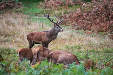 Beautiful image of red deer stag and does Cervus Elaphus in Autumn Fall during rut mating season