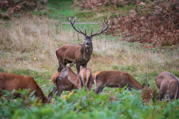 Beautiful image of red deer stag and does Cervus Elaphus in Autumn Fall during rut mating season