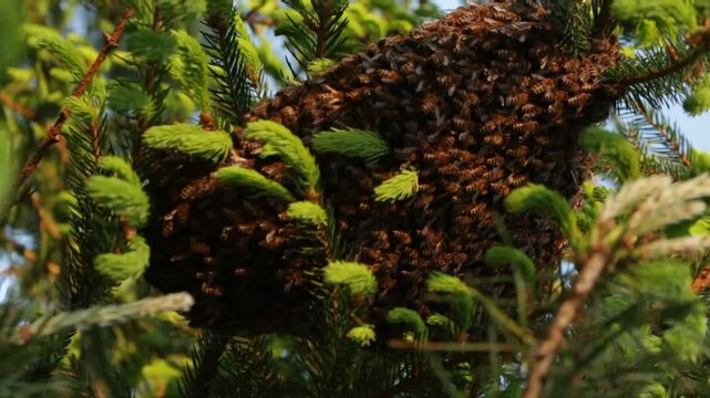 Bee Swarm on Spruce Branch