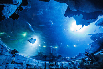 Underwater View of Stingrays and Fish in Aquarium Tunnel