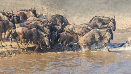 Wildebeest herd