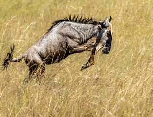 Wilderbeest jumping