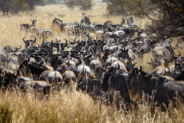 Wildebeest gathering (3)