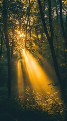 Obraz premium Sunlight streams through a dense forest, casting ethereal rays across the tranquil foliage and creating a serene atmosphere.