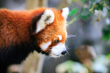 Fototapeta premium Curious Red Panda Exploring Its Natural Habitat