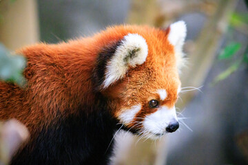 Fototapeta premium Curious Red Panda Exploring Its Natural Habitat