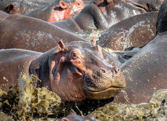 Afrikanische Wildtiere