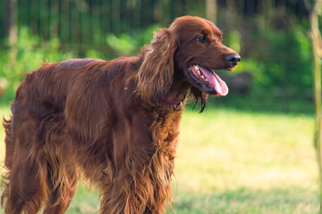 Joyful Irish Setter