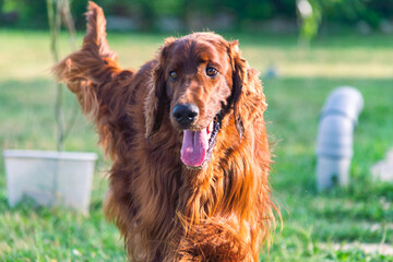 Joyful Irish Setter