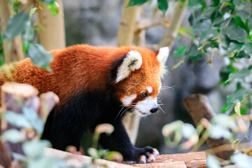 Curious Red Panda Exploring Its Natural Habitat