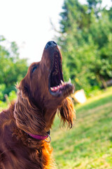 Joyful Irish Setter
