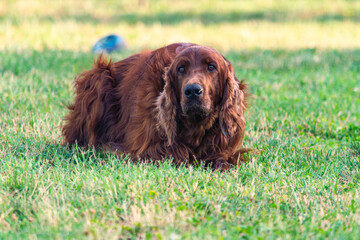 Joyful Irish Setter