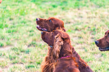 Joyful Irish Setter
