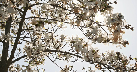 White magnolia branches against bright sun. Magnolia flowers. Spring flowering tree branch blossoming in park garden