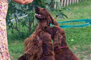 Joyful Irish Setter