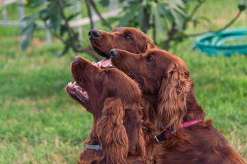 Joyful Irish Setter