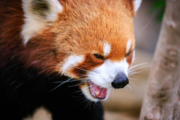 Fototapeta premium Close-Up of a Red Panda Showing Its Teeth