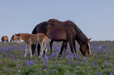 Naklejka premium Wild Horse Mare and Foal in the Pryor Mountains Montana in Summer