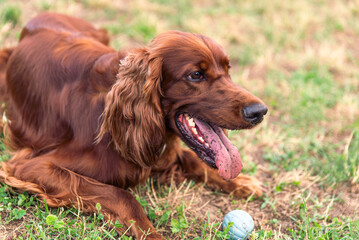 Joyful Irish Setter