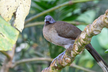 Fototapeta premium A Gray-headed Chachalaca in Monteverde, Costa Rica