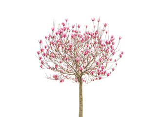 Fototapeta premium blooming magnolia tree with pink flower and spring branch isolated on white background