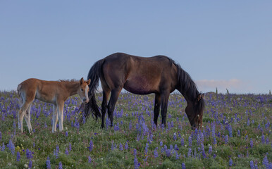 Wild Horse Mare and Foal in the Pryor Mountains Montana in Summer