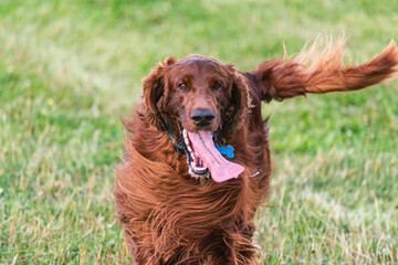Joyful Irish Setter in the Park