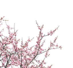 plum blooming flowers isolated on white background