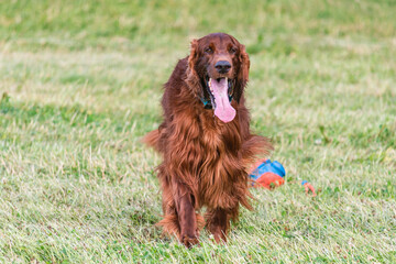 Joyful Irish Setter in a Green Field
