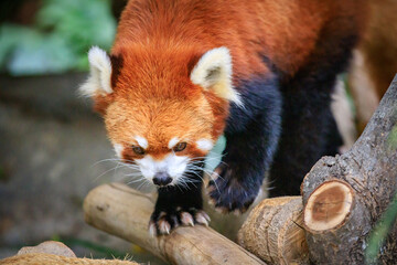 Obraz premium Red Panda Exploring Its Enclosure at the Zoo