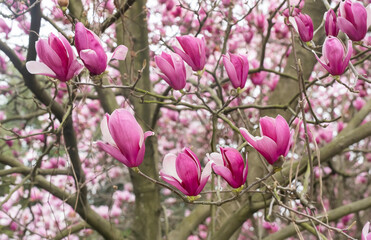 Obraz premium blooming magnolia tree in spring