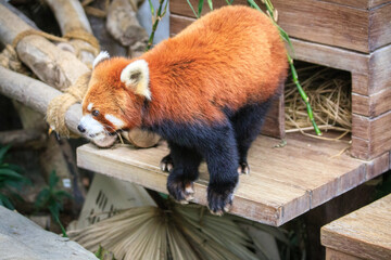 Red Panda Exploring Its Enclosure at the Zoo