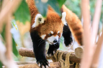 Red Panda Exploring Its Enclosure at the Zoo