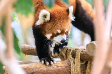 Red Panda Exploring Its Enclosure at the Zoo