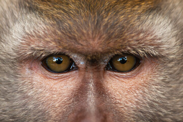 Close-up of the eyes of a crab-eating macaque (Macaca fascicularis), also known as the long-tailed...